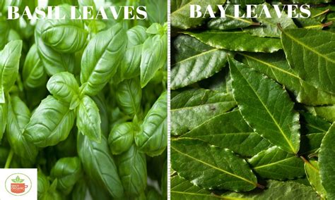are bay leaves similar to basil